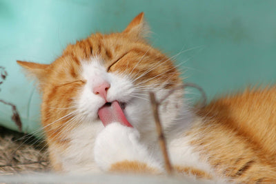 Katte