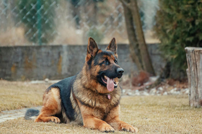 Hunde