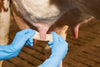 Patte Bandage 6 cm x 5 m