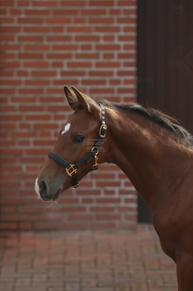 TopLine Følgrime, sort