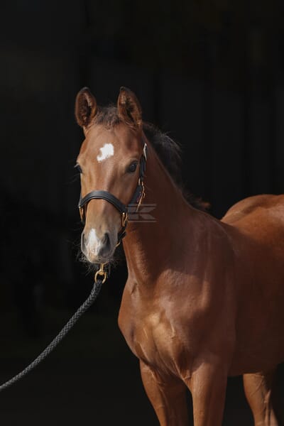 TopLine Følgrime, sort