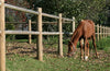 Ridebanehegn