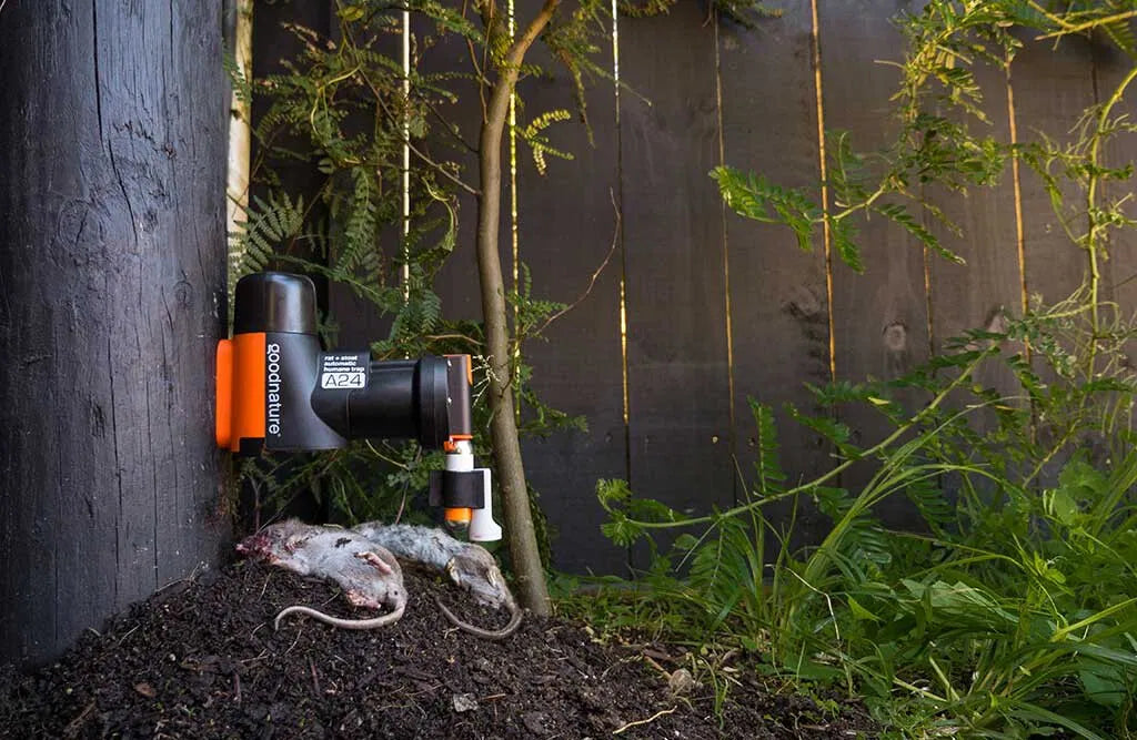 Goodnature A24 rottefælde, basic