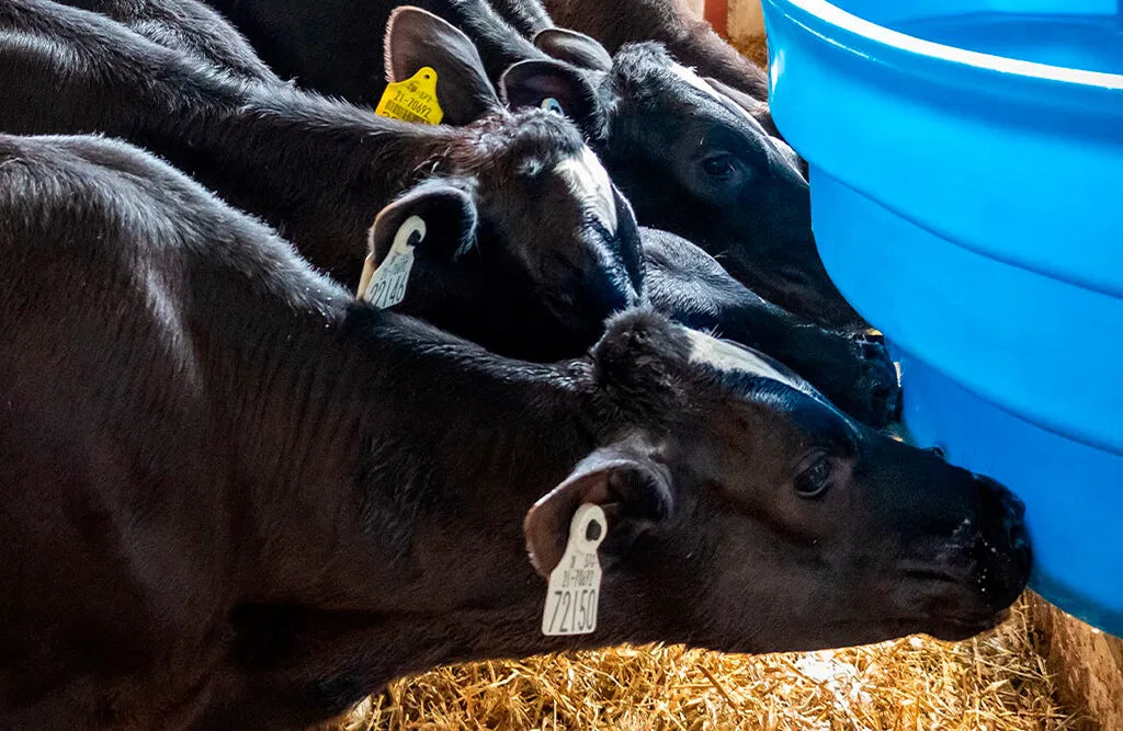 Kalvesuttekar med 10 sutter