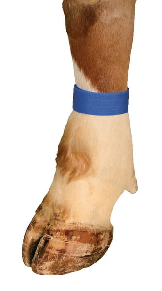 Allflex Ankelbånd Blå med Velcro, 10 stk.